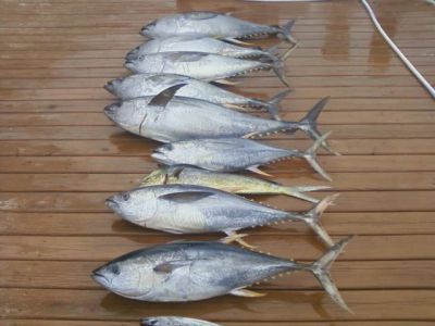 OBX Bait &amp; Tackle Corolla Outer Banks photo
