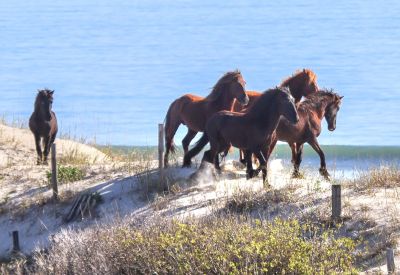 Corolla Wild Horse Fund photo