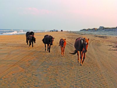 Corolla wild horses on the beach