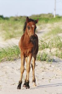 See the Corolla wild horses with Bob's Wild Horse Tours