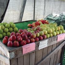 Seaside Farm Market Corolla, Gallery