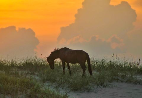 Back Beach Wild Horse Tours, Open Air Safari Evening Tours