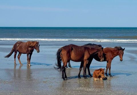 Corolla Wild Horse Tours, Family-Friendly Wild Horse Adventure