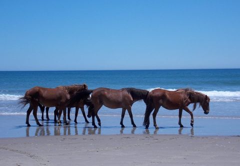 Corolla Wild Horse Fund, Learn About Corolla's Wild Horses