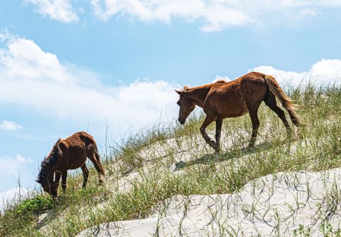 Back Beach Wild Horse Tours, See Legendary Wild Horses