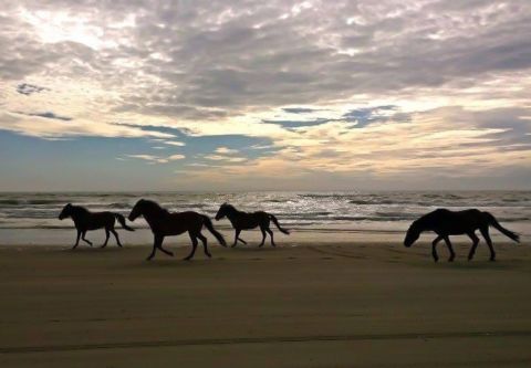 Bob's Corolla Wild Horse Tours, Experience Wild Horses on the Outer Banks