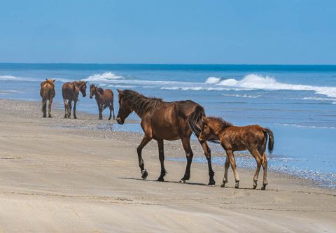 Back Beach Wild Horse Tours, Open Air Safari Morning Tours
