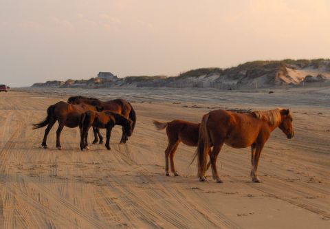 Bob's Corolla Wild Horse Tours, Evening Wild Horse Tour