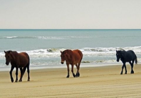 Currituck Outer Banks, NC, Wild Horse Tours