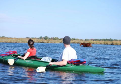 Back Country Wild Horse Safari, Wild Horse & Kayak Tour