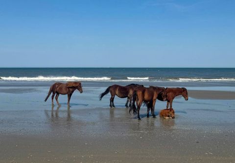 Bob's Corolla Wild Horse Tours, Morning Wild Horse Tour