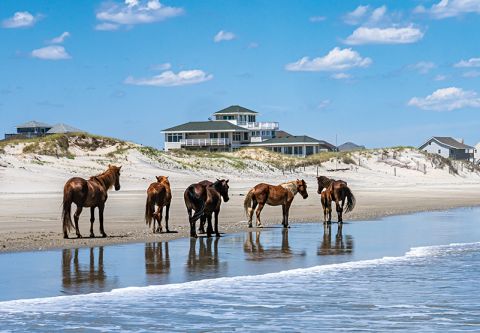 Back Beach Wild Horse Tours, Open Air Safari Afternoon Tours