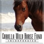 Corolla Wild Horse Museum